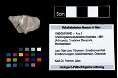 Foto (Objekt + Etikett) von Cracensigillatus acutirostrus (Moericke, 1889)  (NHMW-GEO-1990-0041-4693)